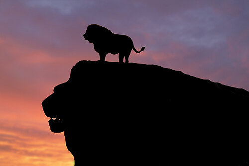 West Midlands Safari Park